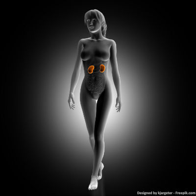 3D Modell einer Frau mit markierten Nieren